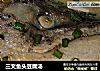 三文鱼头豆腐汤的做法