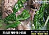 东北菜脊骨炖小白菜的做法