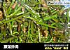 蕨菜炒肉的做法