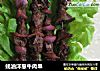 蚝油洋葱牛肉串的做法