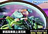 家庭简易版上汤苋菜的做法