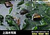 上汤木耳菜的做法