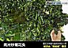 肉片炒菊花头的做法