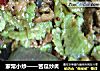 家常小炒——苦瓜炒肉的做法