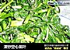 清炒空心菜叶的做法