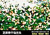 芝麻香干马兰头的做法