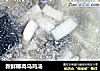 新鲜椰肉乌鸡汤的做法