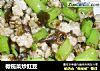 橄榄菜炒豇豆的做法