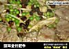 豉味金针肥牛的做法