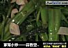 家常小炒——蒜香空心菜的做法