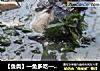 【鱼类】一鱼多吃——乌鱼头大骨汤的做法