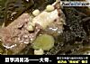 夏季消暑汤——大骨海带薏米汤的做法