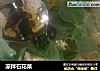 凉拌石花菜的做法
