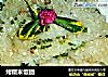 烤糯米饭团的做法