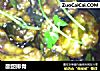 酸甜排骨的做法