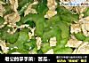 老公的拿手菜：苦瓜炒蛋：清脆不苦的做法