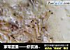 家常蛋羹——虾皮油饼蒸蛋羹的做法