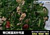 青红椒韭菜炒鸡蛋的做法