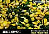 韭菜玉米炒松仁的做法