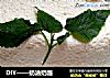 DIY——奶油奶酪的做法