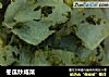 冬瓜炒咸菜的做法