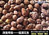改变传统——挂霜花生的做法