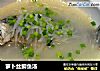 萝卜丝鲫鱼汤的做法