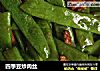 四季豆炒肉丝的做法