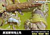 原滋原味炖土鸡的做法