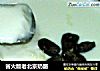 省火版老北京奶酪的做法