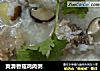 爽滑香菇鸡肉粥的做法