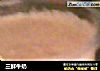 三鲜牛奶的做法