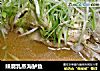 辣腐乳蒸海鲈鱼的做法