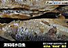 清焖咸水白鱼的做法