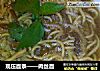 现压面条——肉丝面的做法