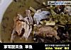 家常酸菜鱼  草鱼的做法