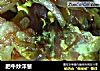 肥牛炒洋葱的做法