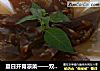 双色皮冻做法(1)的做法