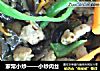 家常小炒的做法