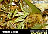 蛤蜊丝瓜蒸蛋的做法