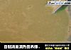 自制消暑清热营养绿豆浆的做法