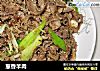 葱香羊肉的做法