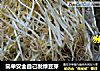 简单安全自己发绿豆芽的做法