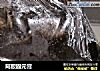 阿胶固元膏的做法