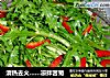 清热去火……凉拌苦菊的做法
