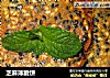 芝麻薄脆饼的做法