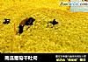南瓜葡萄干吐司的做法