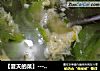 【夏天的菜】----清爽丝瓜蛋汤！的做法