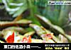 重口的佐酒小菜——辣炒毛豆的做法