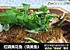红烧黄花鱼（烧黄鱼）的做法